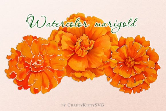 Marigold Flower Watercolor Clipart Set: A Graphics Freebie for Creative Branding